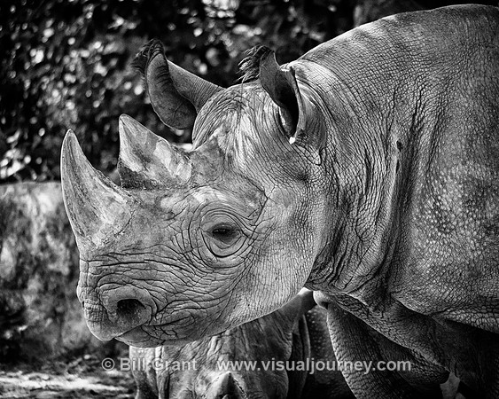 Rhinoceros at the Kansas City Zoo