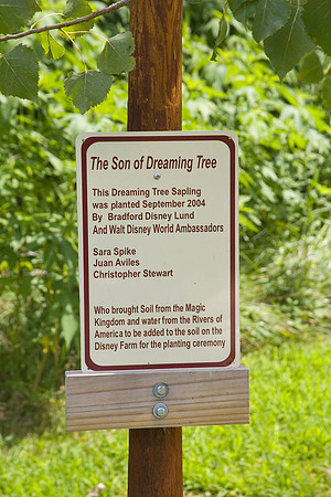 Walt Disney Son of Dreaming Tree