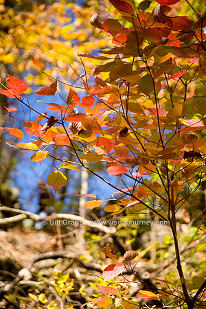 Ha Ha Tonka State Park