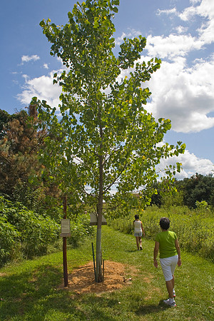 Walt Disney Son of Dreaming Tree