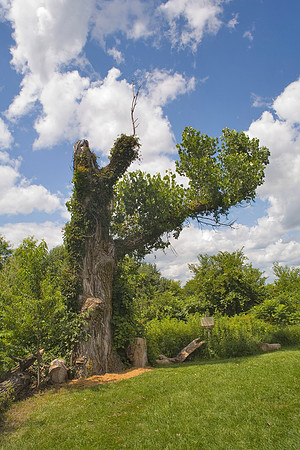Walt Disney Dreaming Tree
